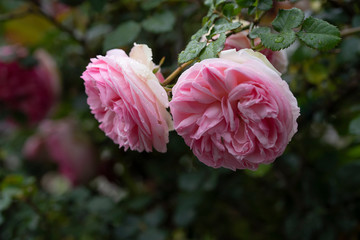 rose　flower　purplish pink　beautiful