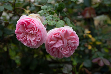 rose　flower　purplish pink　beautiful