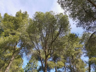 Pinar y cielo
