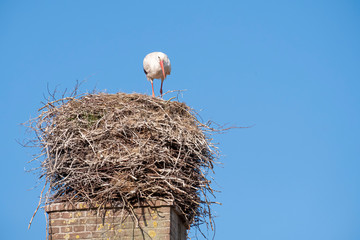 A stork stands in its nest on a chimney, in the spring , blue sky in background