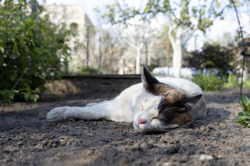 Naklejka na ściany i meble cat sleeps on the ground in the garden, selective soft focus