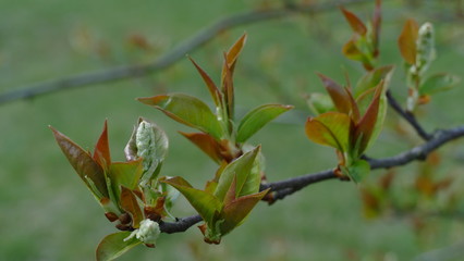 first leaves and flowers in the park 