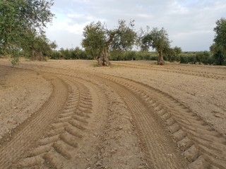 Atardecer en campo de cultivo