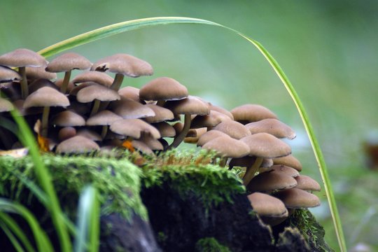 grzybki i trawka na pieńku. 