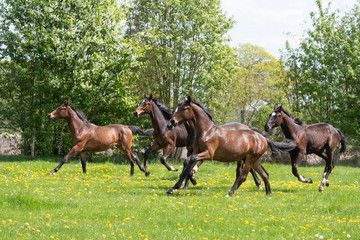 A herd of young stallions go to pasture for the first time on a sunny spring day. Blue sky. Galloping dressage and jumping horse stallions in a meadow. Breeding horses