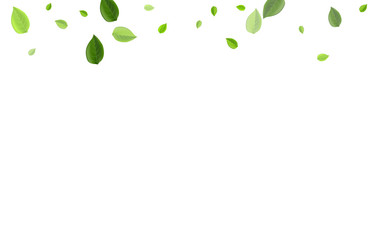 Lime Greens Herbal Vector Backdrop. Organic Leaf 