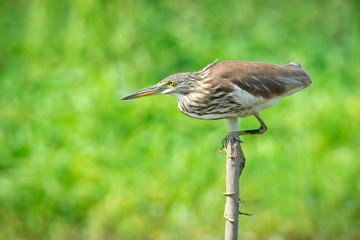 Image of Chinese pond heron(Ardeola bacchus) on tree stump on nature background. Bird. Animals.