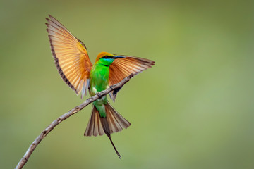 Image of Green Bee-eater bird(Merops orientalis) on a tree branch on nature background. Bird. Animals.