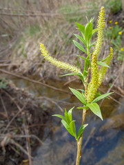 blooming willow against the background of a spring stream