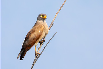 Image of White-eyed Buzzard, White-eyed Buzzard Eagle (Butastur teesa) perched on a branch on nature background. Falco. Bird. Animals.