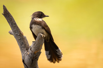 Sunda Pied Fantail or Malaysian Pied Fantail  perched on tree branch.
