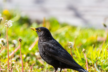 Turdus merula, or Eurasian blackbird, or the common blackbird,  a species of true thrush. It breeds in Europe, Asiatic Russia, and North Africa