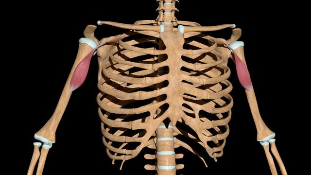 Coracobrachialis Muscles on Skeleton