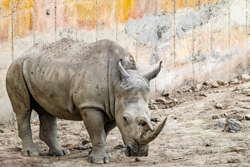 Obraz premium a image of a rhino posing for a photo at the zoo found in Almeria, Spain