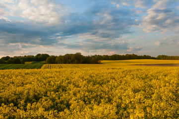 Żółte pola rzepaku kwitnące wiosną . © Iwona