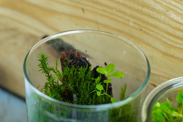 florarium inside a glass with green forest moss and little plants
