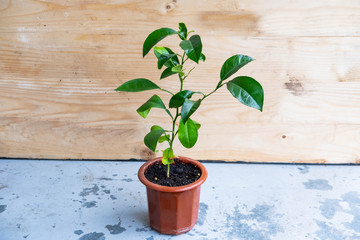Young mandarin tree indoors in the pot 