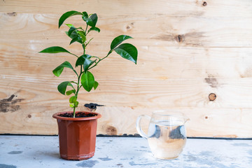 Young mandarin tree indoors in the pot 