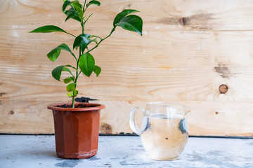 Young mandarin tree indoors in the pot 