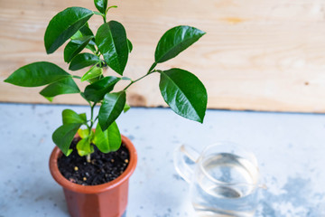Young mandarin tree indoors in the pot 