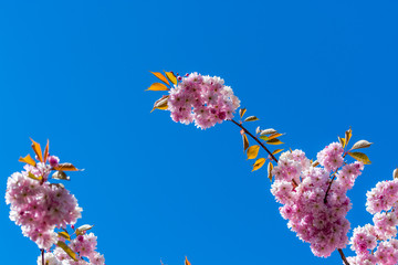 Fototapeta na wymiar Cherry blossom, a flower of many trees of genus Prunus, blooming with pink flower against blue sky in Hamburg, Germany.