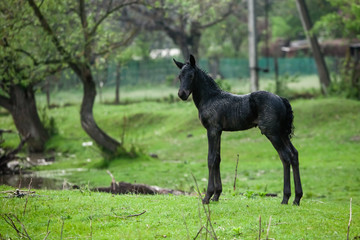Obraz na płótnie Canvas Small horse. Small horse galloping. Foal runs on green background. Small cute horse. Small baby horse laying in field