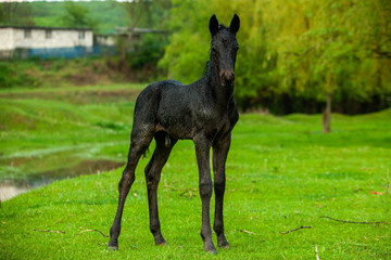 Small horse. Small horse galloping. Foal runs on green background. Small cute horse. Small baby horse laying in field