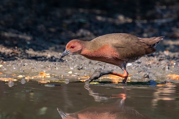 Image of Ruddy-breasted crake bird(Porzana fusca) are looking for food in swamp on nature background. Bird. Animals.