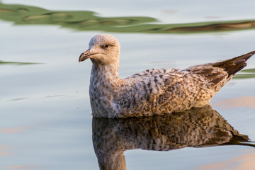 A seagull swimming at the Alster Lake under sunset in Hamburg, Germany.