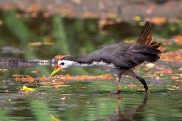 Image of white-breasted waterhen bird(Amaurornis phoenicurus) are looking for food in swamp on nature background. Bird. Animals.