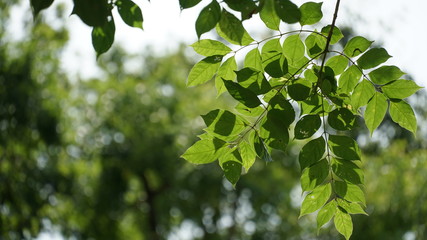 Fototapeta na wymiar Beautiful leaves in the morning