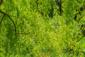 Fototapeta na wymiar Background of the willow branches hanging down