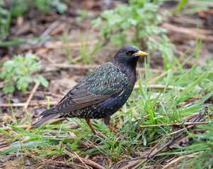 starling on the ground 