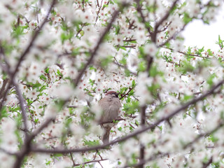Sparrow in blooming branches in spring
