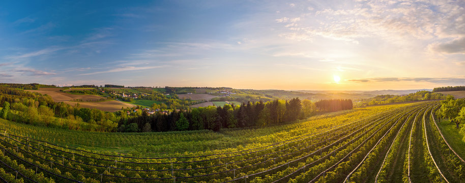 Kulturlandschaft mit einer Kirschbaumplantage im Vordergrund und Scharten in Oberösterreich im Hintergrund