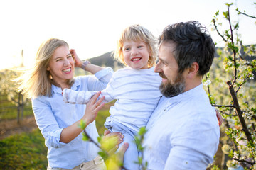 Fototapeta premium Family with small son standing outdoors in orchard in spring, laughing.