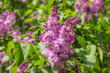 Inflorescences of the purple lilac on bush on blurred background