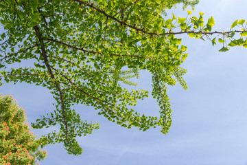 Obraz premium Branches of the flowering Ginkgo biloba against of the sky