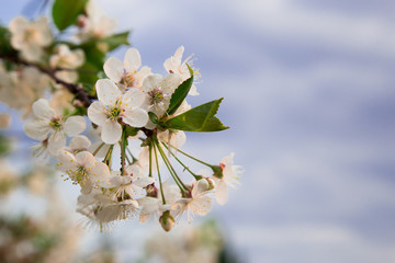 Białe kwiaty na tle niebieskiego nieba. Zielone liście. Kwitnące drzewo owocowe. © tktomek.kot