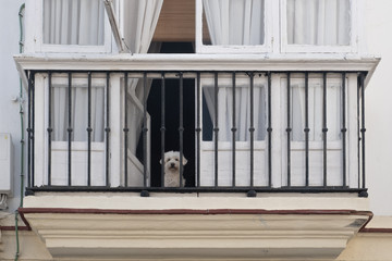 Sad beautiful and lonely dog or puppy looking into infinity on a balcony. 