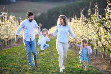 Fototapeta premium Family with two small children running outdoors in orchard in spring.
