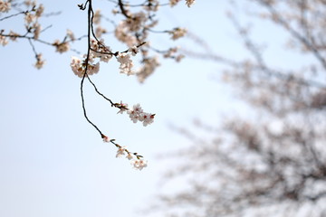 아름다운 벚꽃