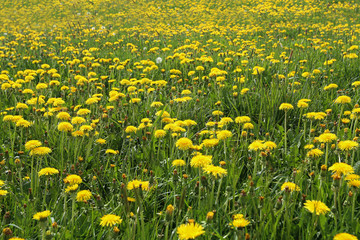 A field of yellow dandelions in spring