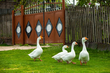 Flock of white domestic geese on the pasture. Big white goose in meadow. Domestic geese on the green lawn