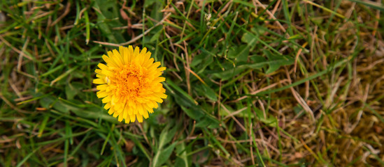 Mlecz w ogrodzie. Żółty kwiat © tktomek.kot