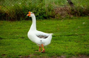 Flock of white domestic geese on the pasture. Big white goose in meadow. Domestic geese on the green lawn