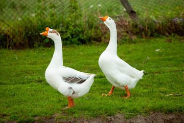 Flock of white domestic geese on the pasture. Big white goose in meadow. Domestic geese on the green lawn