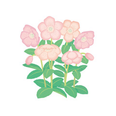 クリスマスローズ