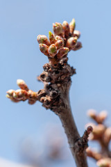 Apple branch with swelling buds