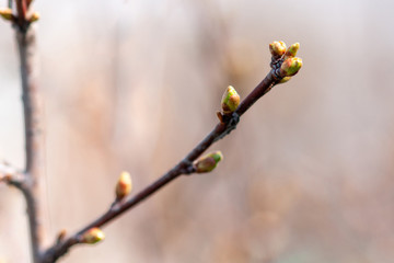 Apple branch with swelling buds